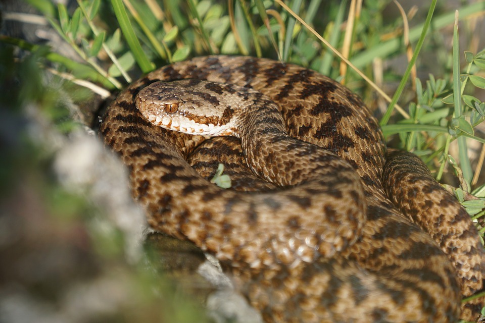 Vipera nel bosco